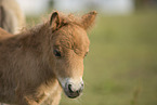 Mini Shetland Pony foal