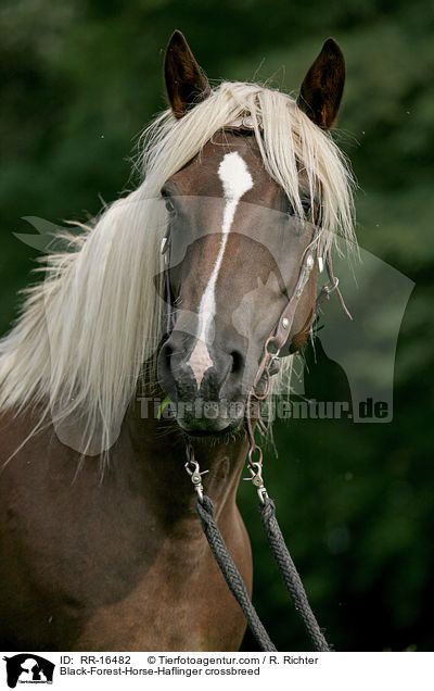 Black-Forest-Horse-Haflinger crossbreed / RR-16482