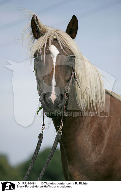 Schwarzwlder-Haflinger / Black-Forest-Horse-Haflinger crossbreed / RR-16484