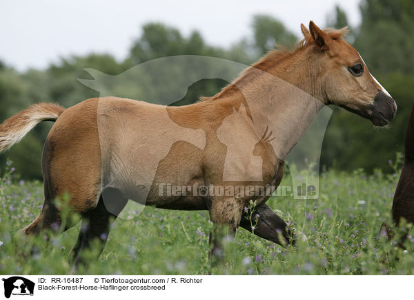 Black-Forest-Horse-Haflinger crossbreed / RR-16487