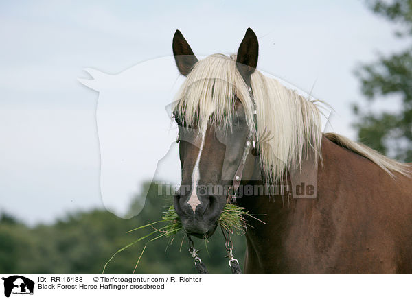 Black-Forest-Horse-Haflinger crossbreed / RR-16488