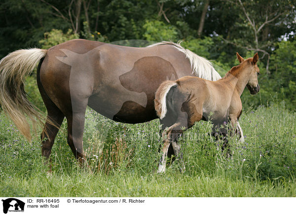 mare with foal / RR-16495