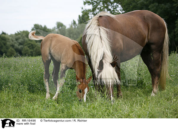 mare with foal / RR-16496