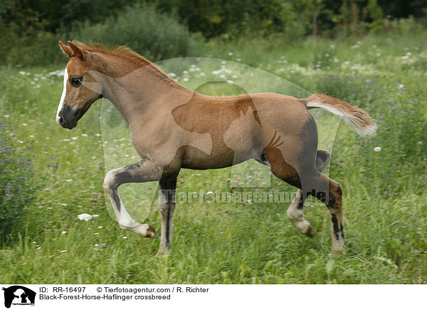 Black-Forest-Horse-Haflinger crossbreed / RR-16497