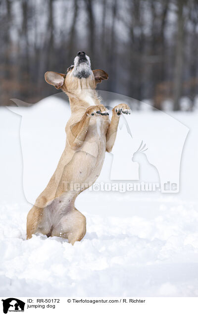 springender Hund / jumping dog / RR-50172