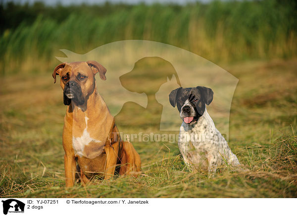 2 Hunde / 2 dogs / YJ-07251