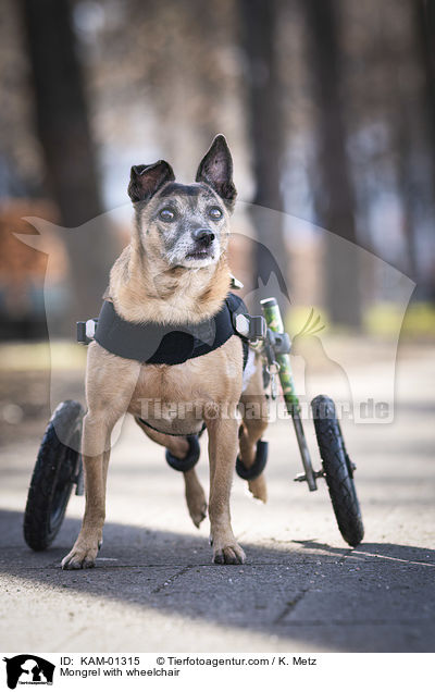 Mischling mit Rollstuhl / Mongrel with wheelchair / KAM-01315