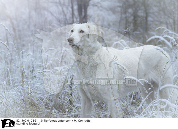 stehender Mischling / standing Mongrel / MC-01235