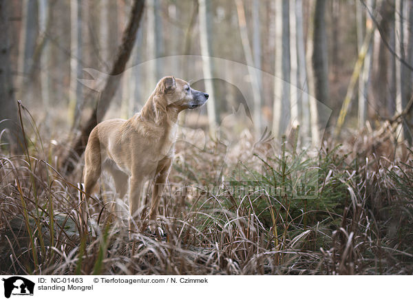 stehender Mischling / standing Mongrel / NC-01463