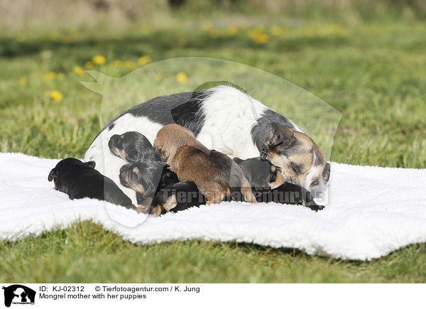 Mischling Mutter mit ihren Welpen / Mongrel mother with her puppies / KJ-02312