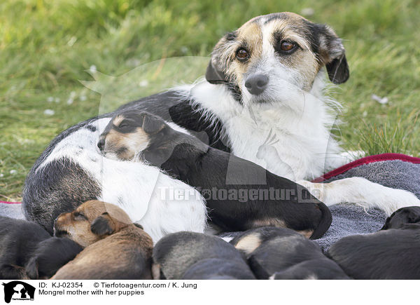 Mischling Mutter mit ihren Welpen / Mongrel mother with her puppies / KJ-02354