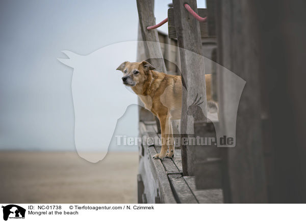 Mischling am Strand / Mongrel at the beach / NC-01738