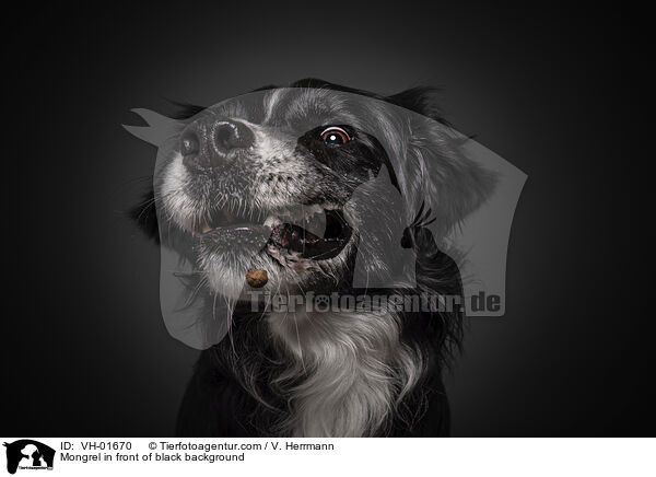 Mischling vor schwarzem Hintergrund / Mongrel in front of black background / VH-01670