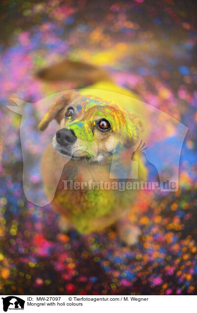 Mischling mit Holifarben / Mongrel with holi colours / MW-27097