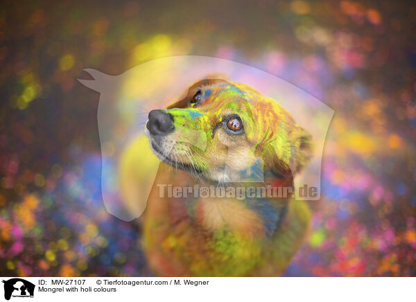 Mischling mit Holifarben / Mongrel with holi colours / MW-27107