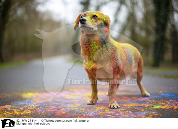 Mischling mit Holifarben / Mongrel with holi colours / MW-27114