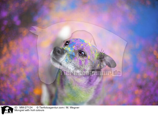 Mischling mit Holifarben / Mongrel with holi colours / MW-27124