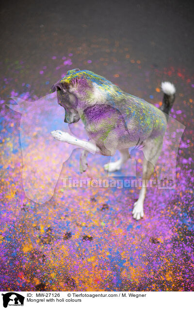 Mischling mit Holifarben / Mongrel with holi colours / MW-27126