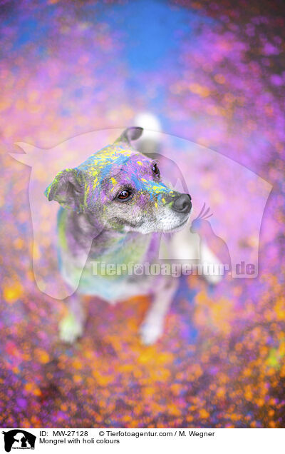 Mischling mit Holifarben / Mongrel with holi colours / MW-27128