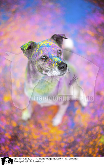 Mischling mit Holifarben / Mongrel with holi colours / MW-27129