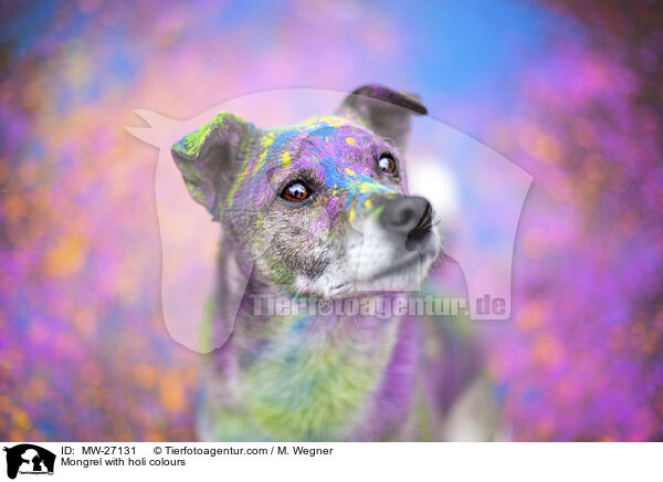 Mischling mit Holifarben / Mongrel with holi colours / MW-27131