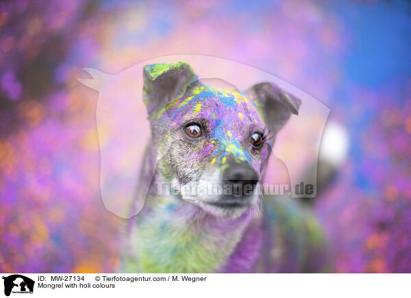 Mischling mit Holifarben / Mongrel with holi colours / MW-27134