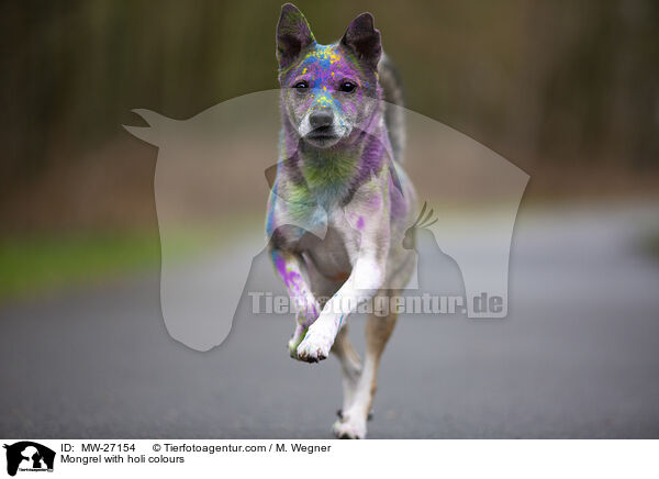 Mischling mit Holifarben / Mongrel with holi colours / MW-27154