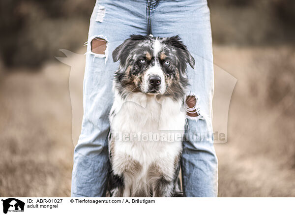 erwachsener Mischling / adult mongrel / ABR-01027