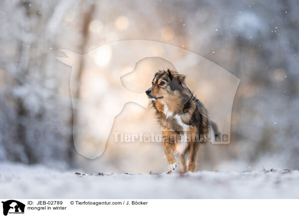 Mischling im Winter / mongrel in winter / JEB-02789