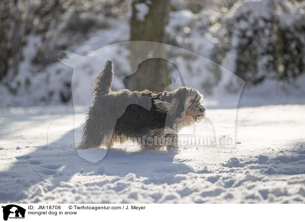 mongrel dog in snow / JM-18708