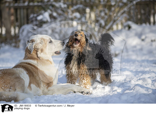 spielende Hunde / playing dogs / JM-18933