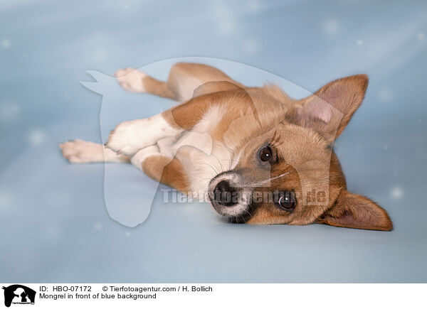 Mischling vor blauem Hintergrund / Mongrel in front of blue background / HBO-07172