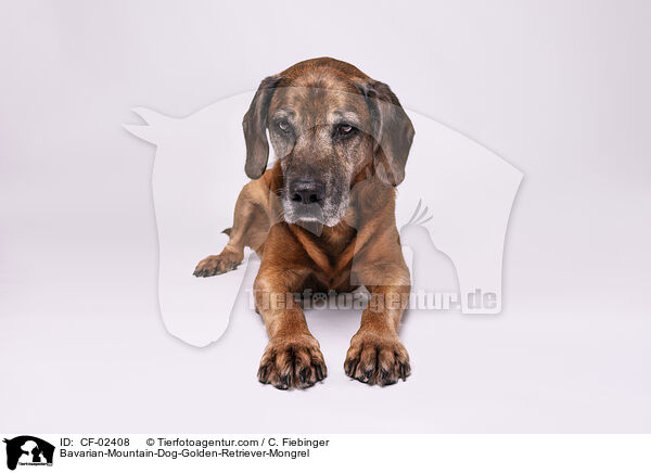 Bayerischer-Gebirgsschweihund-Golden-Retriver-Mischling / Bavarian-Mountain-Dog-Golden-Retriever-Mongrel / CF-02408