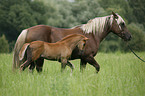 mare with foal