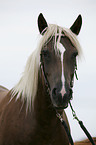 Black-Forest-Horse-Haflinger crossbreed