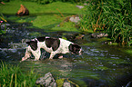 bathing mongrel