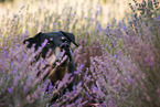 Rottweiler Mongrel in the heathland