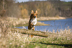 dog jumps over tree trunk