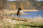 dog jumps over tree trunk