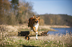 dog jumps over tree trunk