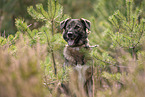 Mischling in the heath