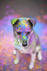 Mongrel with holi colours