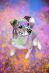 Mongrel with holi colours