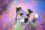 Mongrel with holi colours