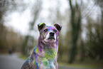 Mongrel with holi colours