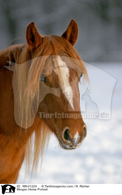 Morgan Horse Portrait / RR-01224