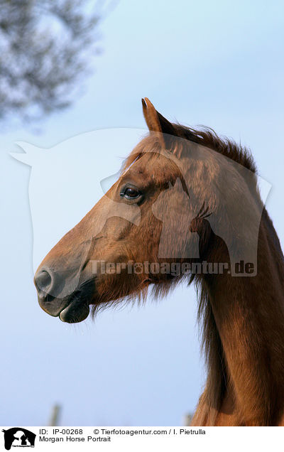 Morgan Horse Portrait / IP-00268