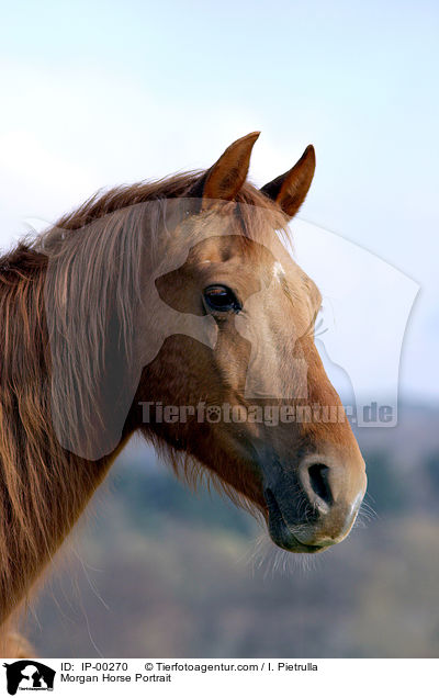 Morgan Horse Portrait / IP-00270