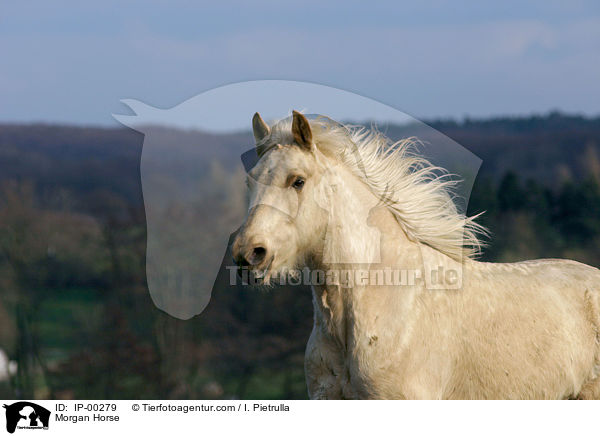 Morgan Horse / IP-00279