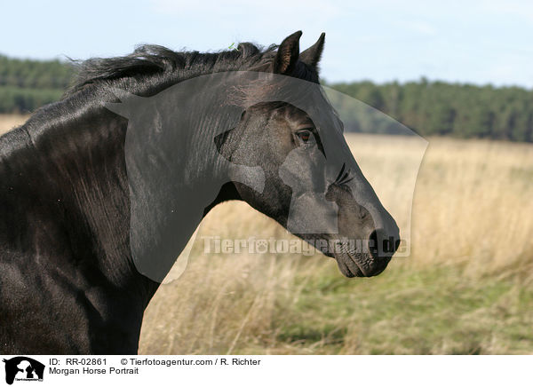 Morgan Horse Portrait / RR-02861